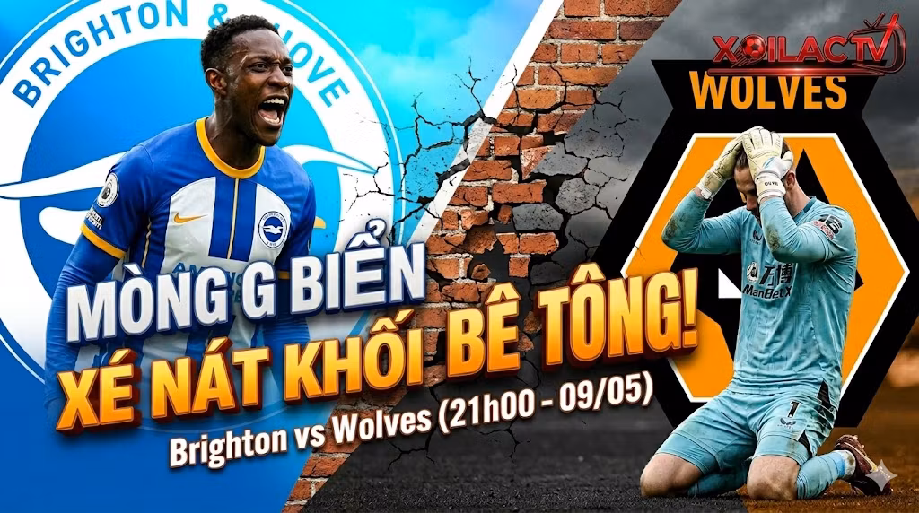 Nhận định bóng đá Brighton vs Wolves 21h00 ngày 09/05 - Mòng biển xé nát khối bê tông của bầy sói trên Xoilac TV.